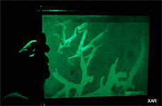 click to enlarge  Rainforest hologram by Al Razutis  Visual Alchemy 1974